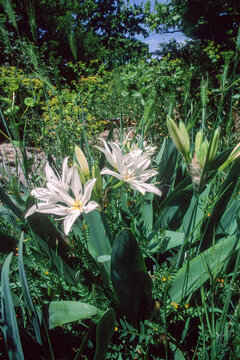 Star lily, Illyrian Sea Lily, Pancratium illyricum, endemic to Sardinia and Corsica. Badde Salighe Forest - Ortakis - Mularza Noa. Bolotana, Sassari, Sardinia