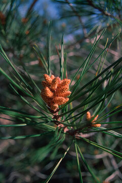 male flowers of a pine tree, likely (Pinus pinaster), Alghero, Sardegna, Italia.