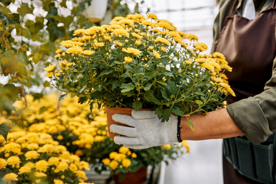 Gardener holding potted yellow chrysanthemums.
