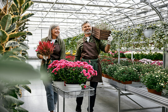 Gardeners walking through a garden center surrounded by rows of blooming chrysanthemums.The woman pushes a cart with pink flowers and holds heather in a pot,the man carries a wooden crate with plants.