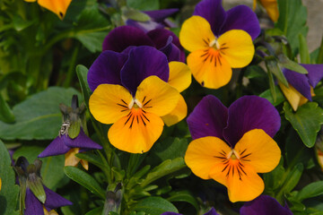 Hornveilchen-Hybride,  Viola cornuta 'Jackanapes