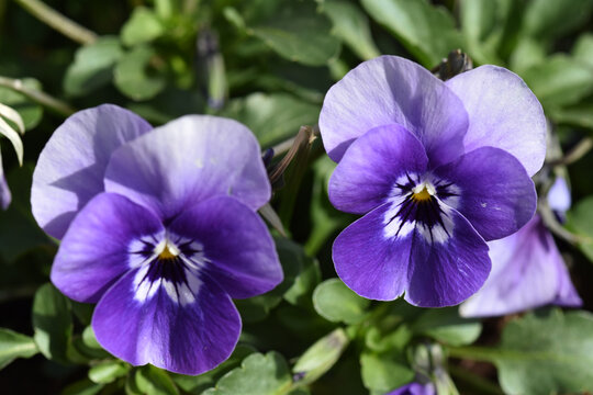 Garten-Stiefm&uuml;tterchen,  Viola-Wittrociana-Hybriden