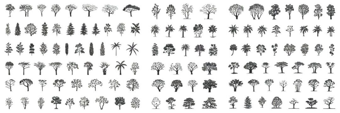 Adobe Illustrator Minimal CAD Tree Line Drawing with Tropical and Oak Trees, Side View Outline Symbols for Architecture and Landscape Design, Clean Minimal Style Vector Illustration with Stroke and Wh