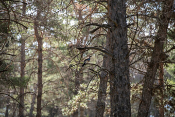 Obraz premium Small Bird Perched on a Pine Tree Branch with Green Needles