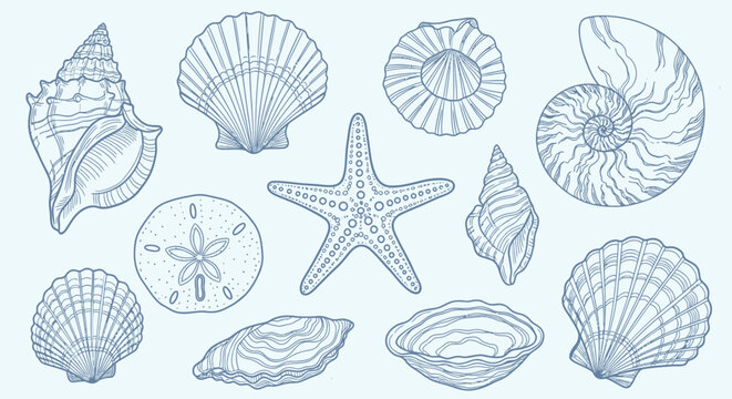 Collection of various ocean sea shells.
