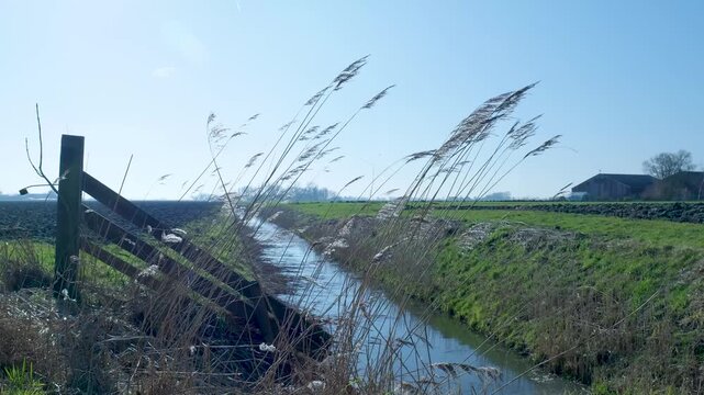 Reeds swaying in the wind along a ditch in the countryside