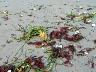 Fresh red and green seaweed washed ashore on a sandy beach. © Frank