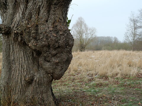 Pollarded tree with pronounced trunk growth after pruning in calm winter meadow landscape.