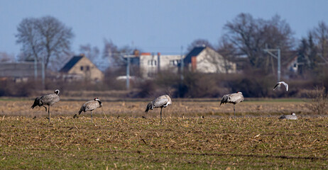 Fototapeta premium Gray Cranes In The Field