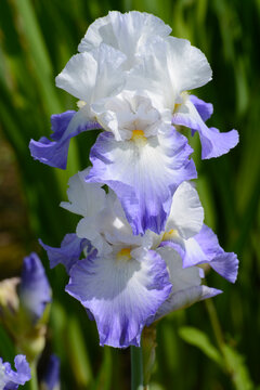 Iris, Hohe Schwertlilie, Alize, Iris x barbata-elatior, Alizes