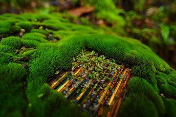 A vibrant green moss grows on a wooden surface in a serene natural environment