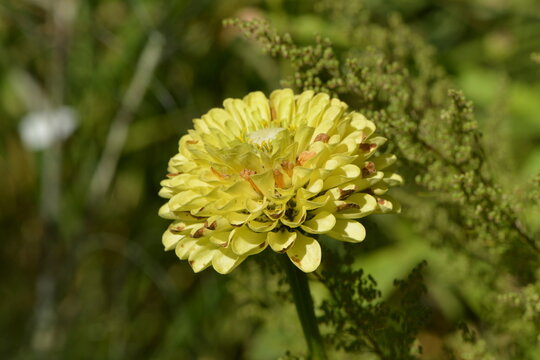Zinnie,  Zinnia elegans Jacq., Syn.: Zinnia violacea Cav.