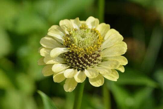 Zinnie, Zinnia spp. Sorten