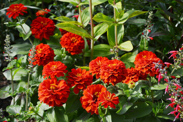 Naklejka premium Zinnie, Zinnia elegans, Columbus Scarlet