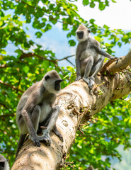 Obraz premium Gray hanuman langurs on a tree. Monkeys in the wild in the jungles of Sri Lanka. Troop of monkeys on trees. Wildlife scene with wild animals.