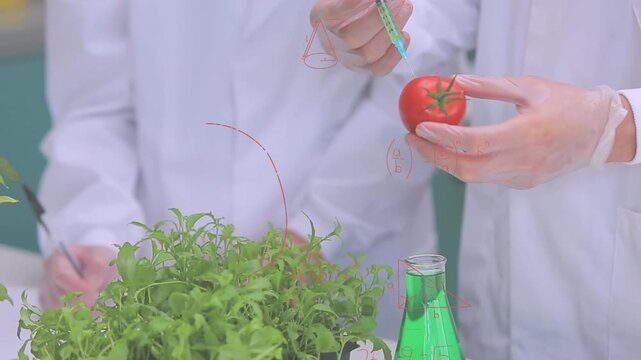 Animation of mathematical equations over caucasian scientists vaccinating tomato