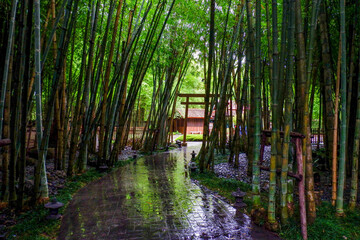 Many bamboo stalks and light beam,bamboo thick and green,bamboo forest with young Bamboos.