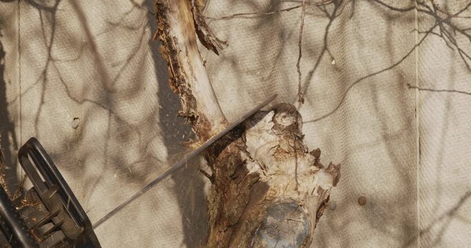 Close-up footage of a powerful chainsaw blade sawing through an old, dry tree trunk in a garden, with sawdust flying and shadows of branches casting patterns on the background wall.