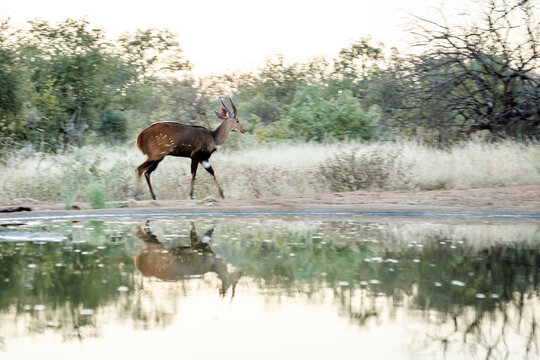 Cape bushbuck walking along waterhole with reflection in Greater Kruger National park, South Africa ; Specie Tragelaphus sylvaticus family of Bovidae