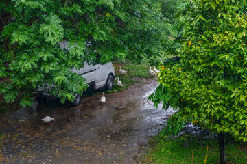 Emotional white ducks standing playing in the rain,ducklings playing under the rain in forest.