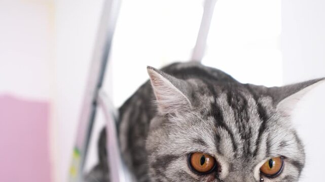 Scottish Fold cat looking at camera, beautiful cat, pet world, cute animals