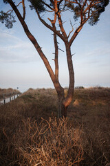 A weathered, wind-bent pine tree with warm reddish-brown bark dominates the foreground of a sandy coastal path leading through dunes toward a calm sea under a soft blue sky
