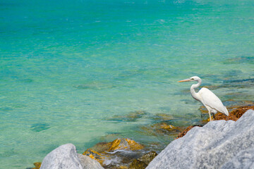 Czaple są na Florydzie wszędzie © Tomasz