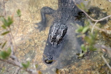 Rzadkie na archipelagu aligatory © Tomasz