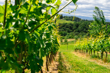 Close perspective along vineyard rows with lush green leaves of Vitis vinifera. Summer countryside landscape with wine grape plantation, rolling hills