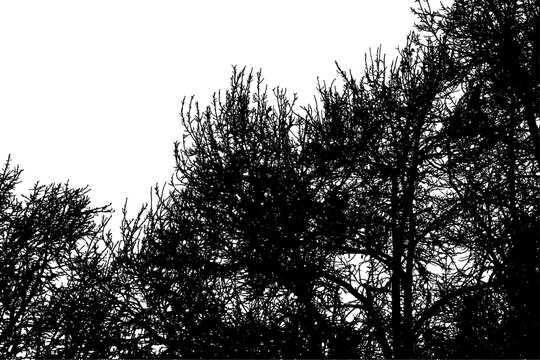 A photograph of a large oak tree with drooping branches