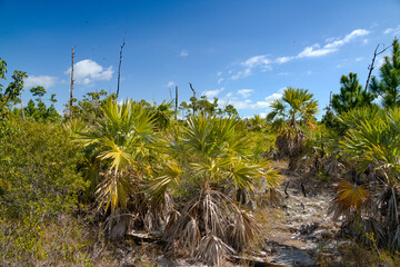 Dzika natura na Big Pine Key © Tomasz