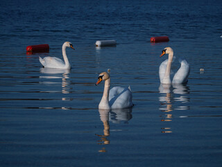 Obraz premium Three beautiful white swans are swimming leisurely on the lake.