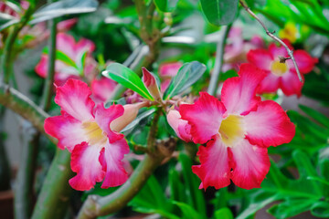 Adenium flowers in the garden is blooming