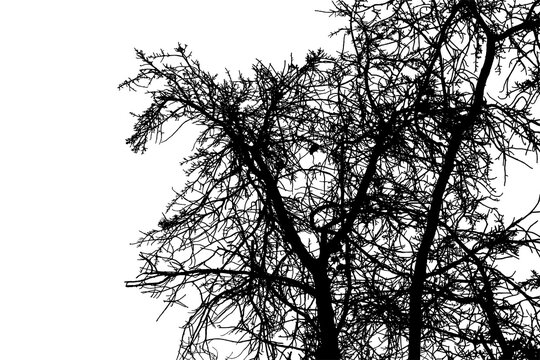 A photograph of a large oak tree with drooping branches
