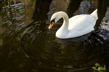 Naklejka premium White swan swimming on pond water in city park in daylight