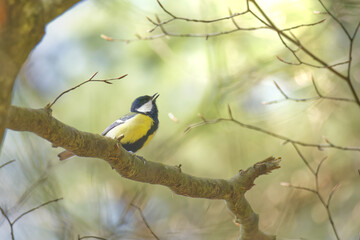Kohlmeise im Wald © Silvan