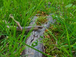 Obraz premium Slow worm lizard (Anguis fragilis) in green grass and moss close-up, legless reptile in natural habitat