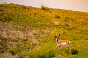 antelope in the wild © James