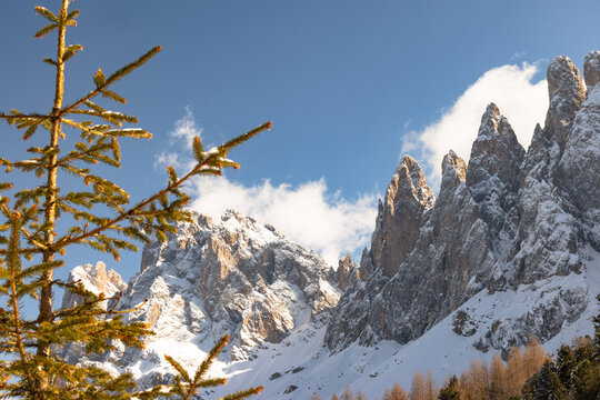 Odle Dolomites Snow Covered Peaks Above Pine Forest