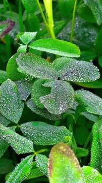Nature background with wet green foliage and crystal clear dew
