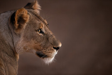 Lioness side profile portrait close-up in warm natural light © AVR Alchemist