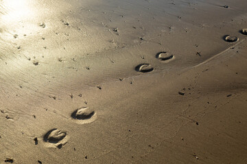 Fototapeta premium Close up of horse hoof prints on wet sand of beach at sunset. Golden sunlight reflecting on sandy shore. Coastal nature background with animal tracks. Antalya region, Turkey.
