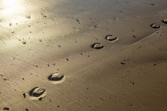 Close up of horse hoof prints on wet sand of beach at sunset. Golden sunlight reflecting on sandy shore. Coastal nature background with animal tracks. Antalya region, Turkey.