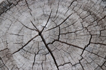 Fototapeta premium Old wood finish for vintage style