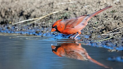 Fototapeta premium Red Bird Drinking Water By The Water's Edge