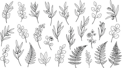 Collection of various plant species isolated on transparent background