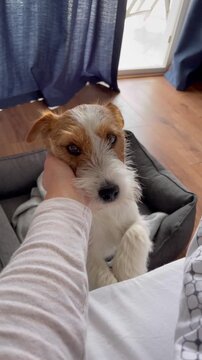 Vertical video of a rough-haired Jack Russell Terrier standing on its hind legs, begging to get on the bed while a female hand scratches its neck. Cozy home scene, playful and affectionate pet moment.