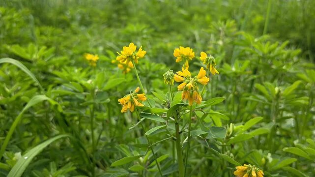 Close up of fresh fenugreek yellow flowers and green leaves in natural light
