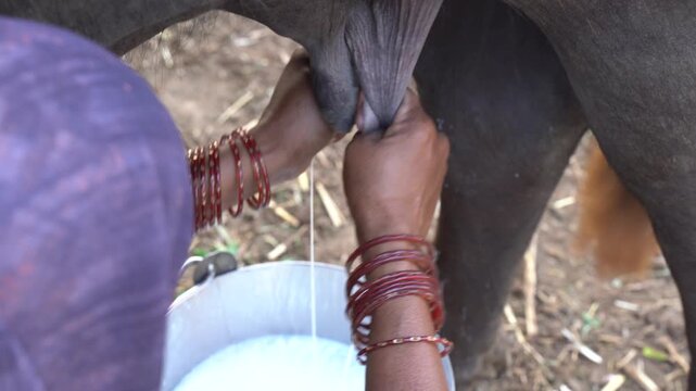 Indian woman milking buffalo by hand into metal bucket