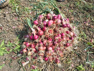 Fototapeta premium Freshly harvested onions piled in large stacks after harvest, showcasing agricultural productivity and farm produce handling.